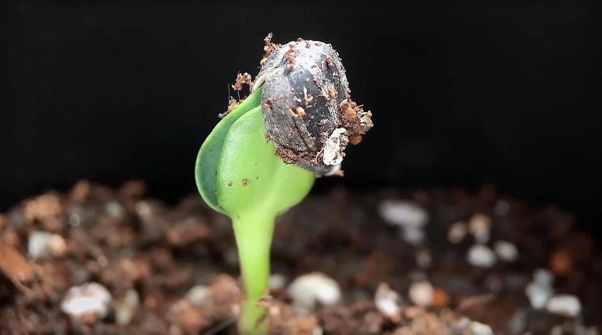 你7分钟看完虐心韩国电影向日葵 为您推荐: 《植物大战僵尸》同人歌曲