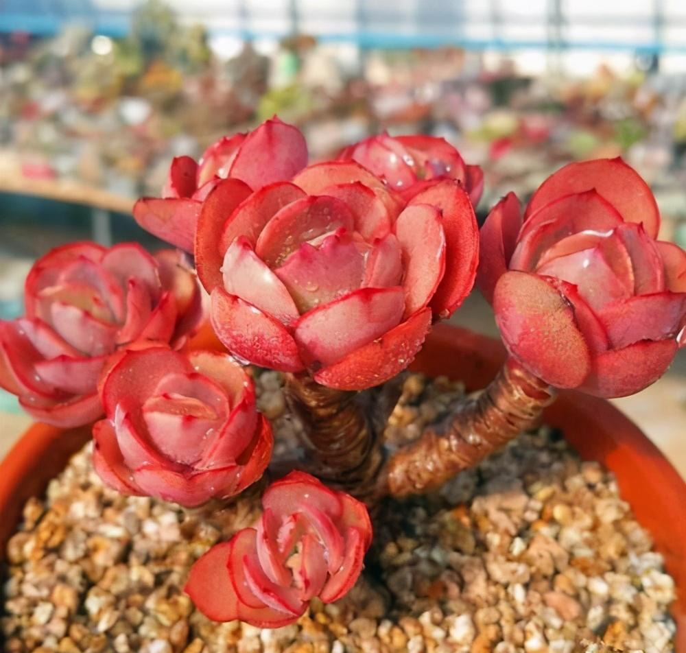 推荐5款红色系多肉好养又省心虐一虐更漂亮新手也会养