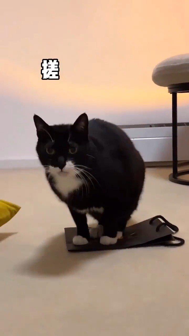 一只热爱搓脚的猫,这也太魔性了