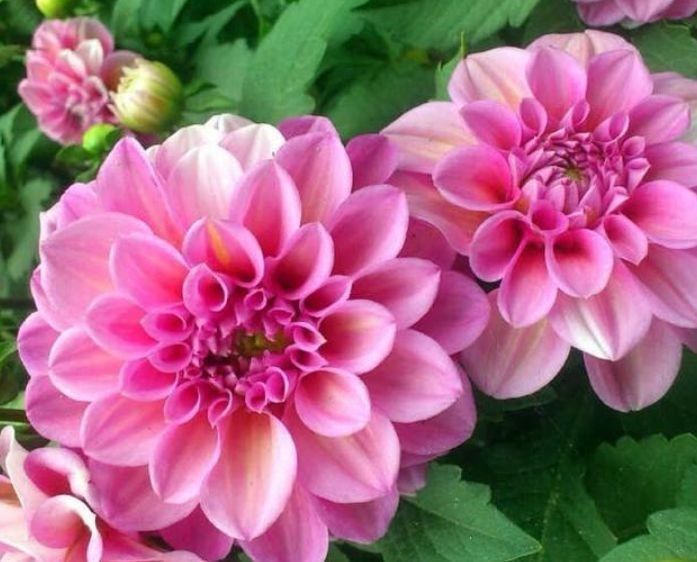 十二种招财花(十二种招财花属羊)