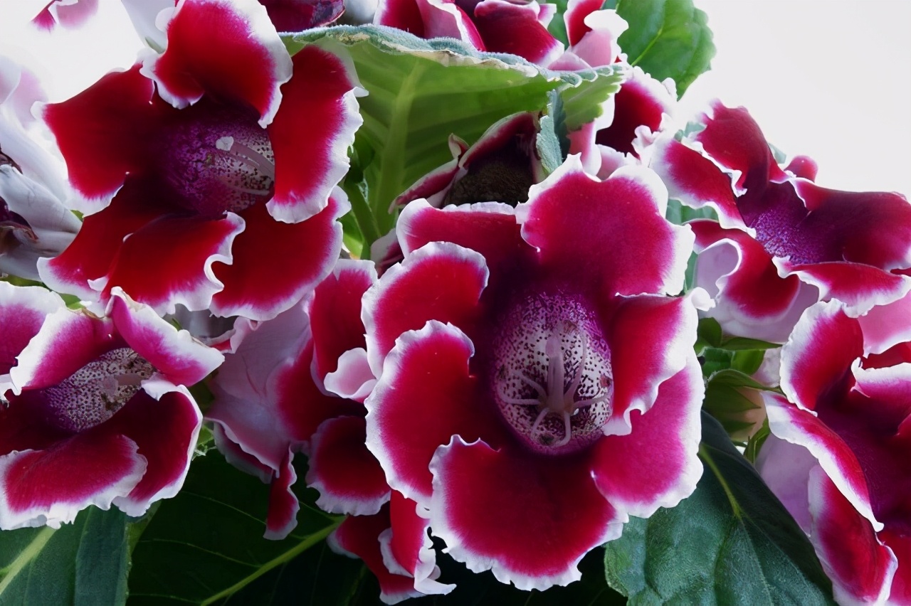 这几种花不喜欢晒太阳,在半阴,通风的环境里!|吊兰|白掌|大岩桐_新浪