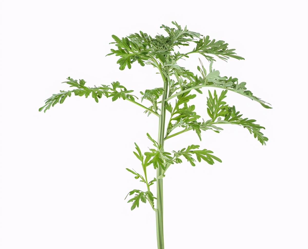 安神助眠,暖宫散寒,一株草药煮水洗头,坚持一阵子收获好处