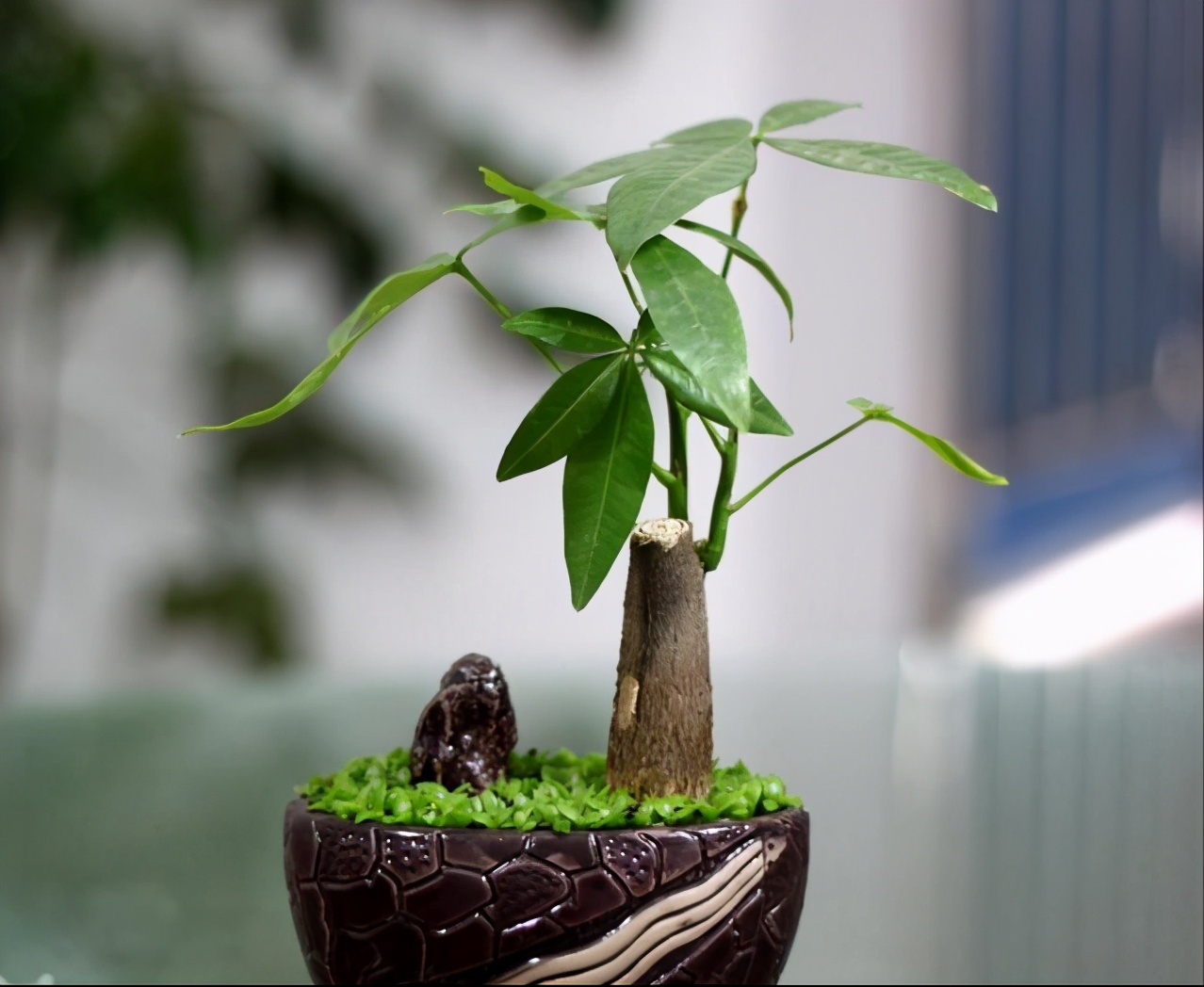 养发财树,注意几方面,叶子绿油油!