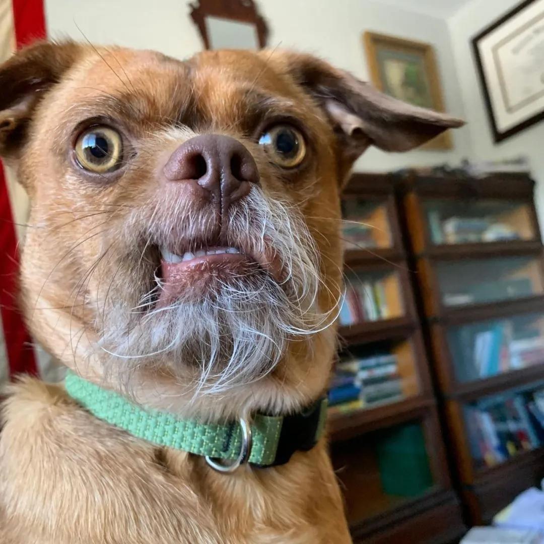 狗狗天生有张人脸,喜怒哀乐都在脸上,那白胡子也太人模狗样了