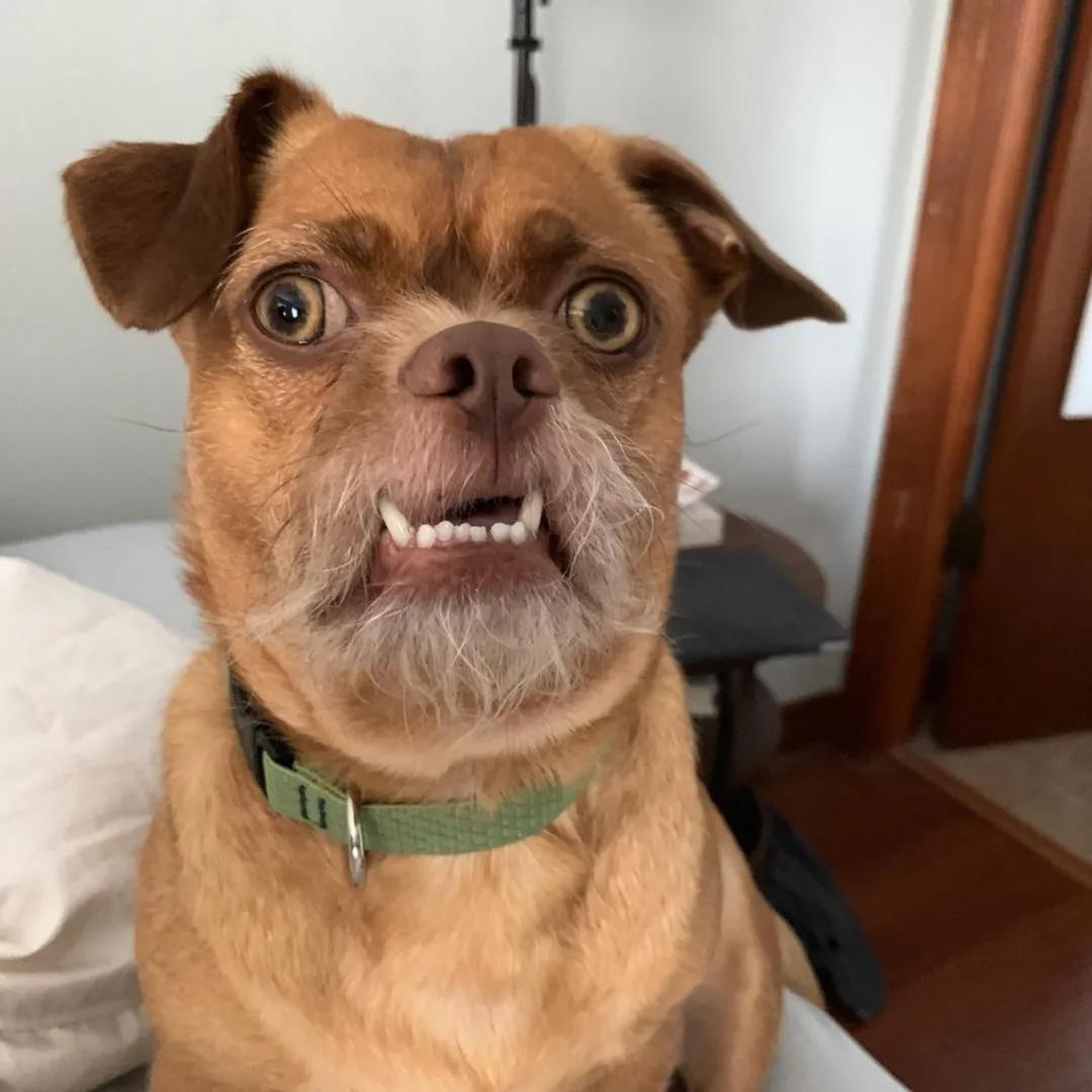 狗狗天生有张人脸,喜怒哀乐都在脸上,那白胡子也太人模狗样了