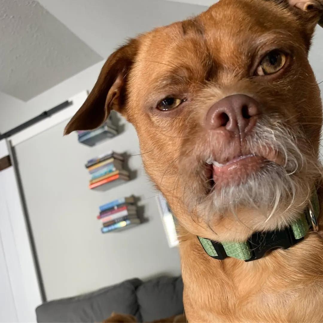 狗狗天生有张人脸,喜怒哀乐都在脸上,那白胡子也太人模狗样了