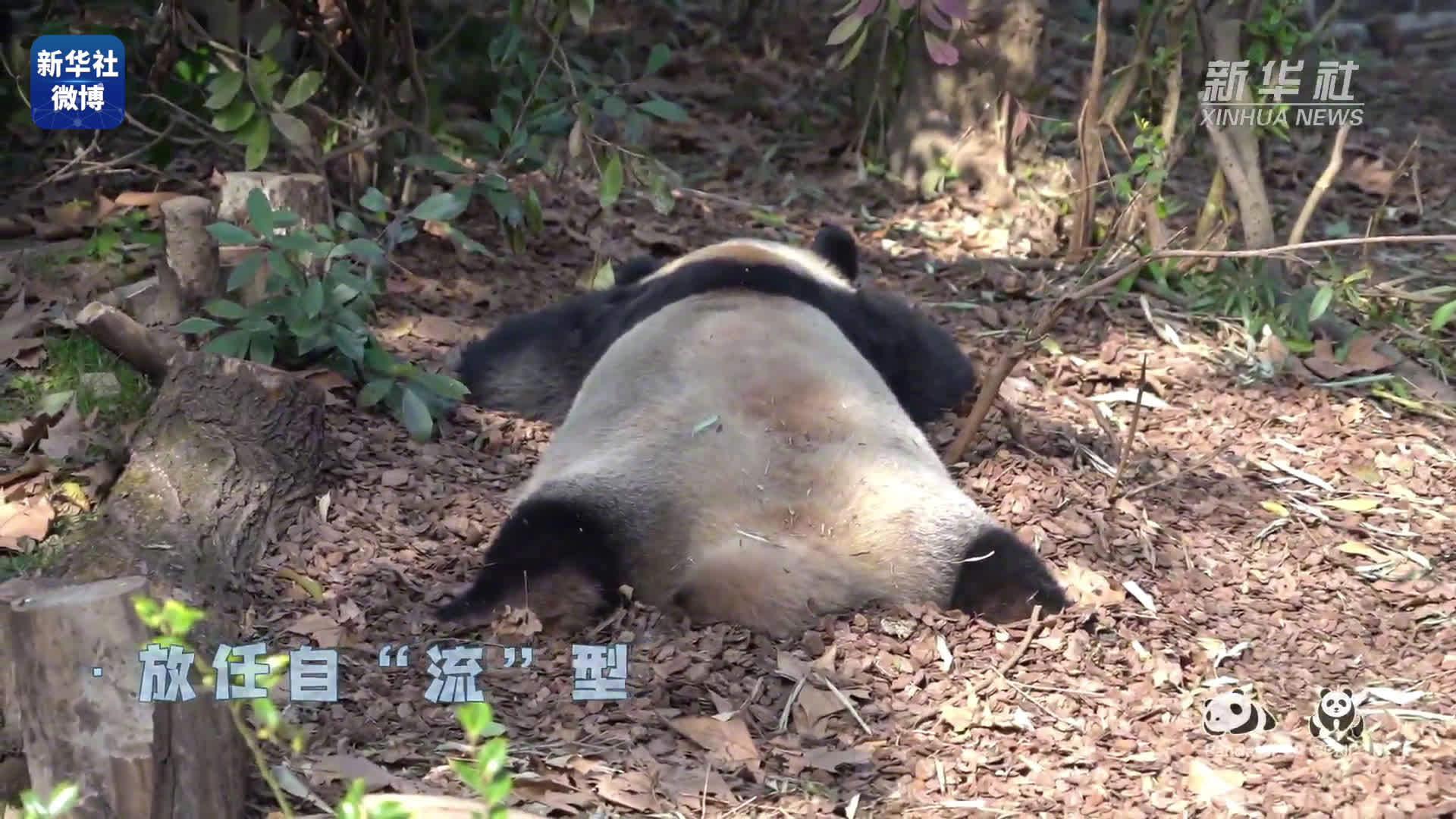 大熊猫花式睡姿大赏