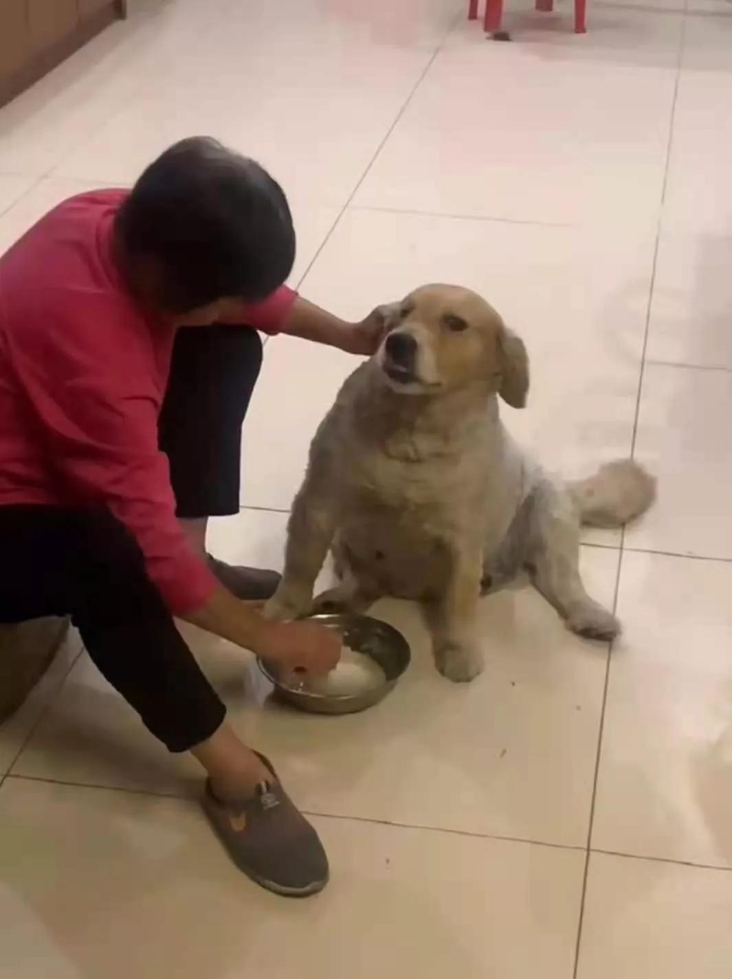 金毛|狗子|喂饭_新浪新闻