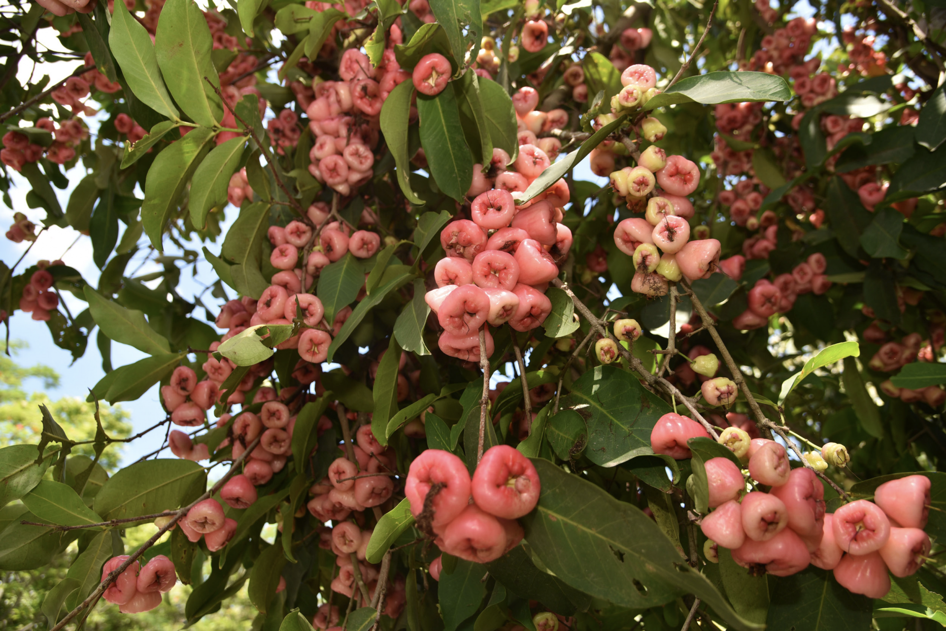 深圳野生动物园的红色果子你见到了吗莲雾果实已至成熟期