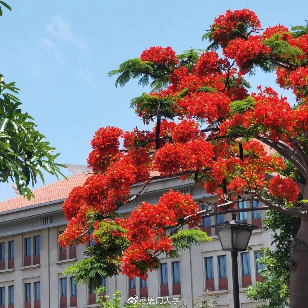 凤凰花开的厦大