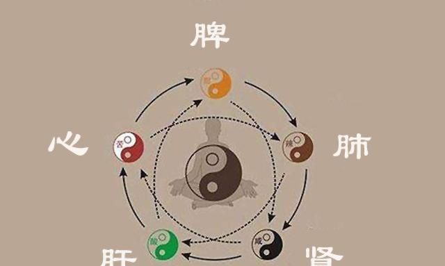 肝胆|胆汁|脏腑_新浪新闻