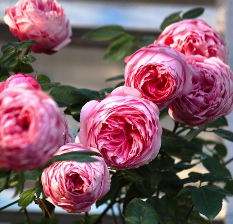 喜欢月季就养一盆粉妆楼花美味浓花开成海