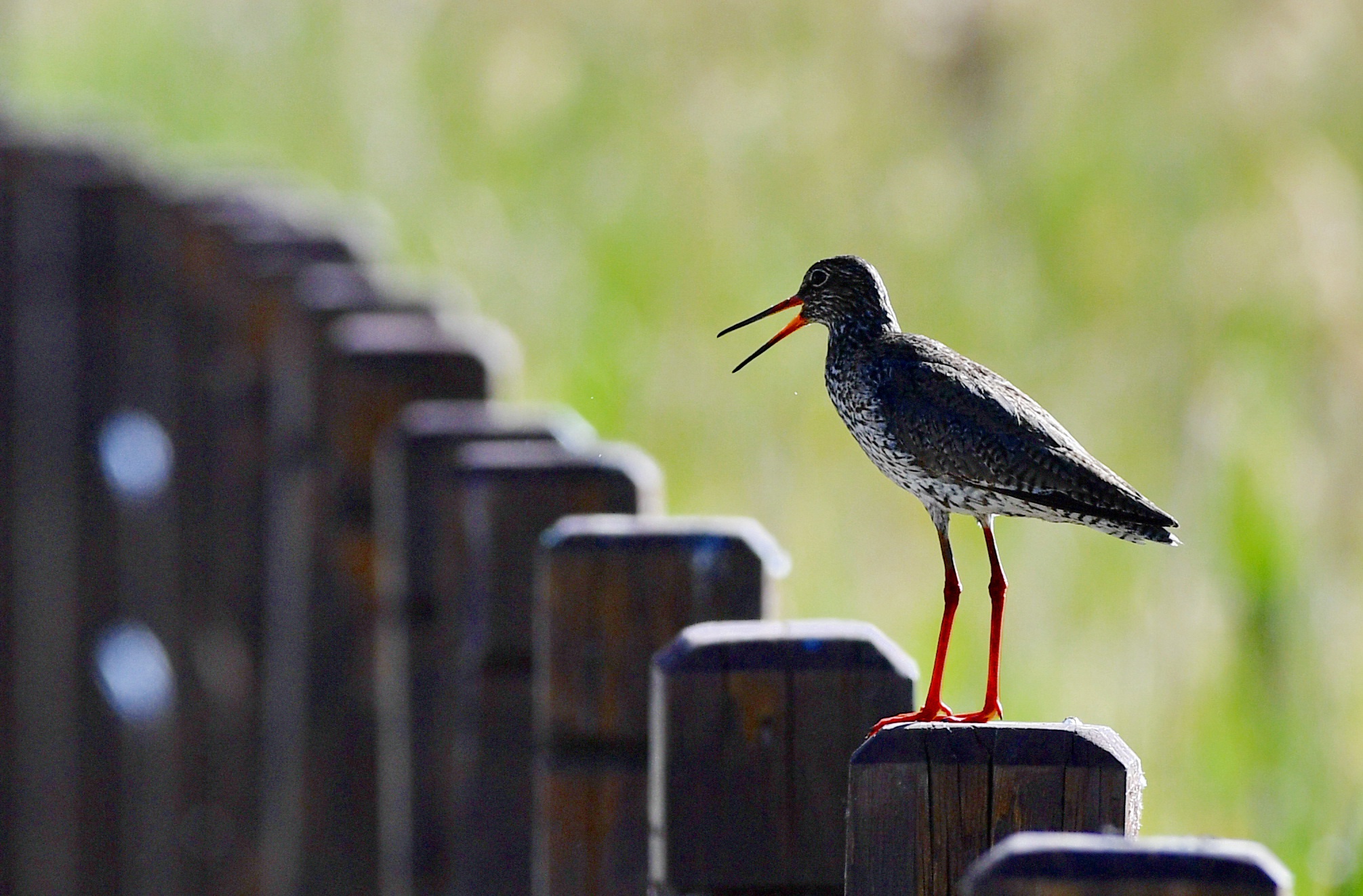 红脚鹬:拉鲁湿地舞翩跹