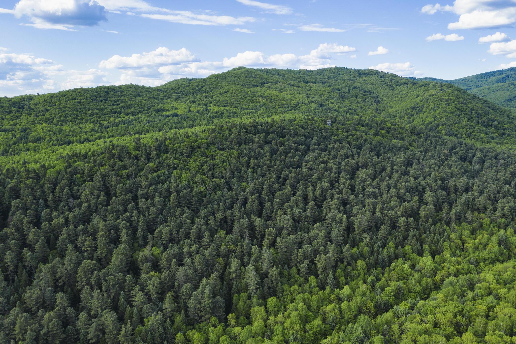 黑龙江伊春:初夏绿意浓|黑龙江省|国家森林公园|伊春市_新浪新闻