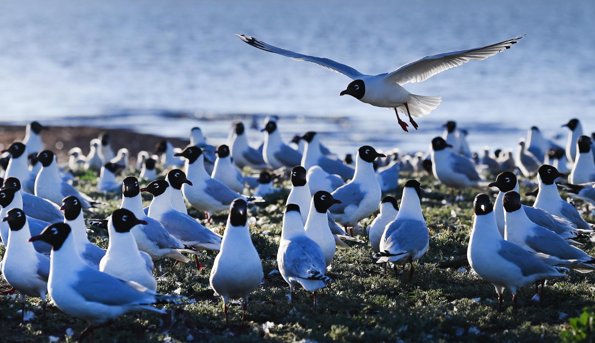 陕北红碱淖遗鸥的天堂