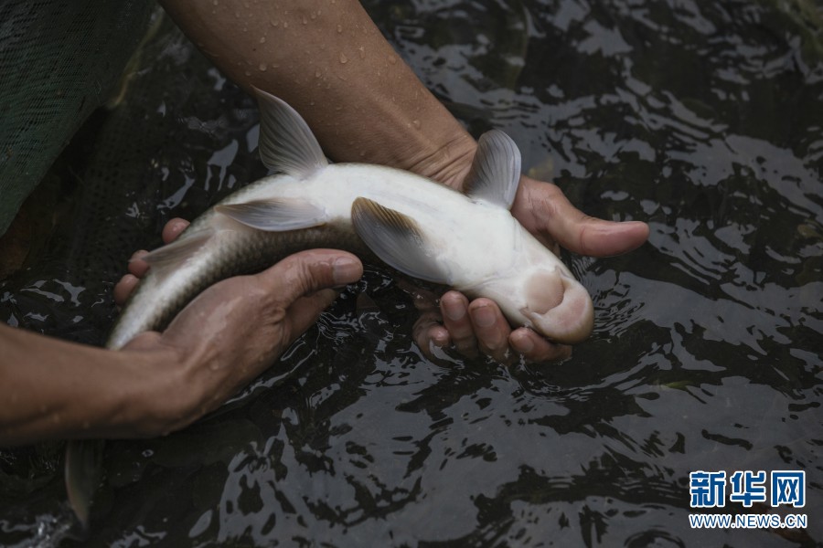 云南有种鱼鱼唇酷似猪嘴
