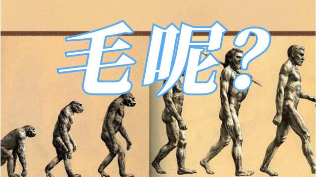 人由猿类进化而来,但为何我们的身上只有那几块毛?_新浪新闻