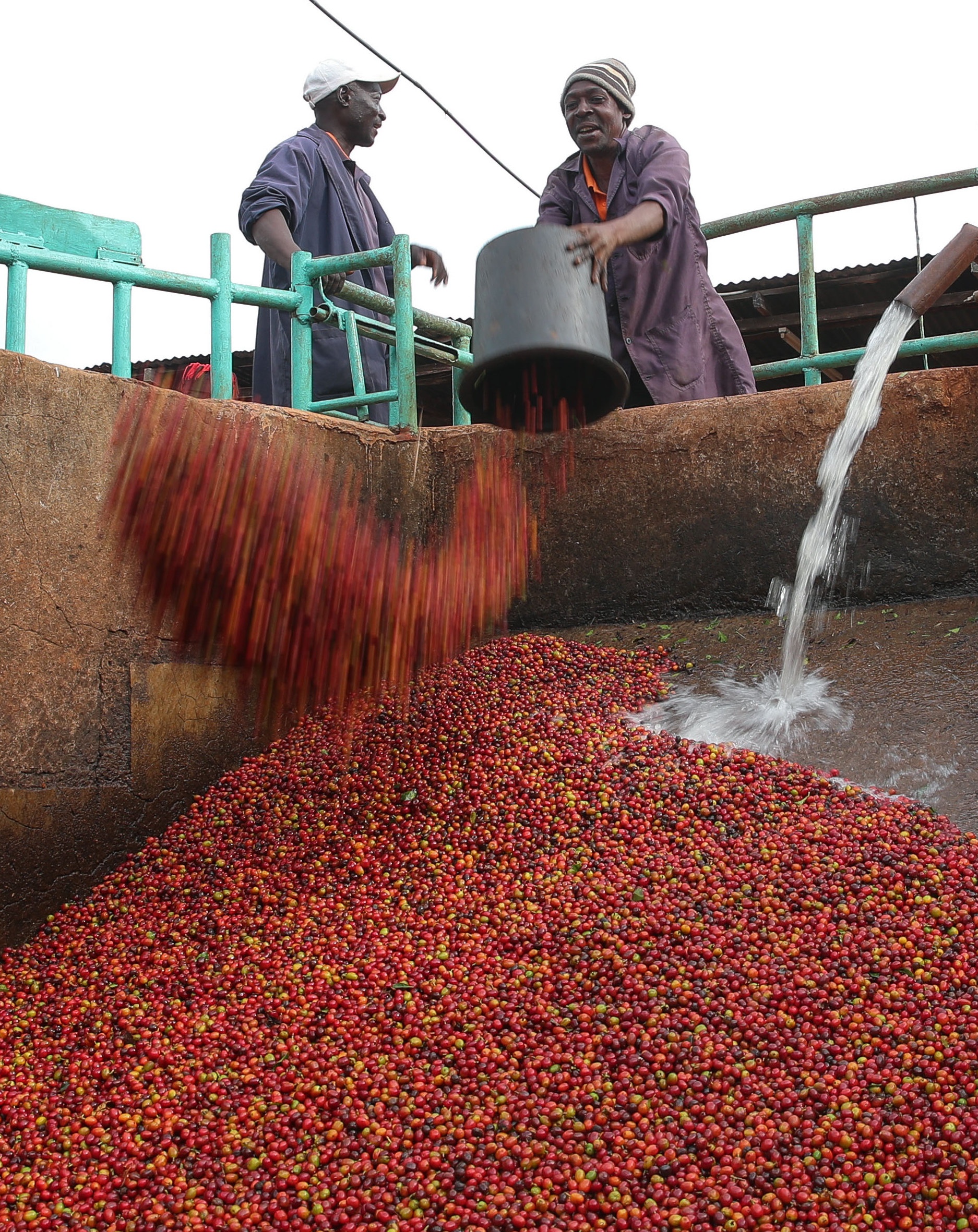 肯尼亚迎来咖啡豆收获季