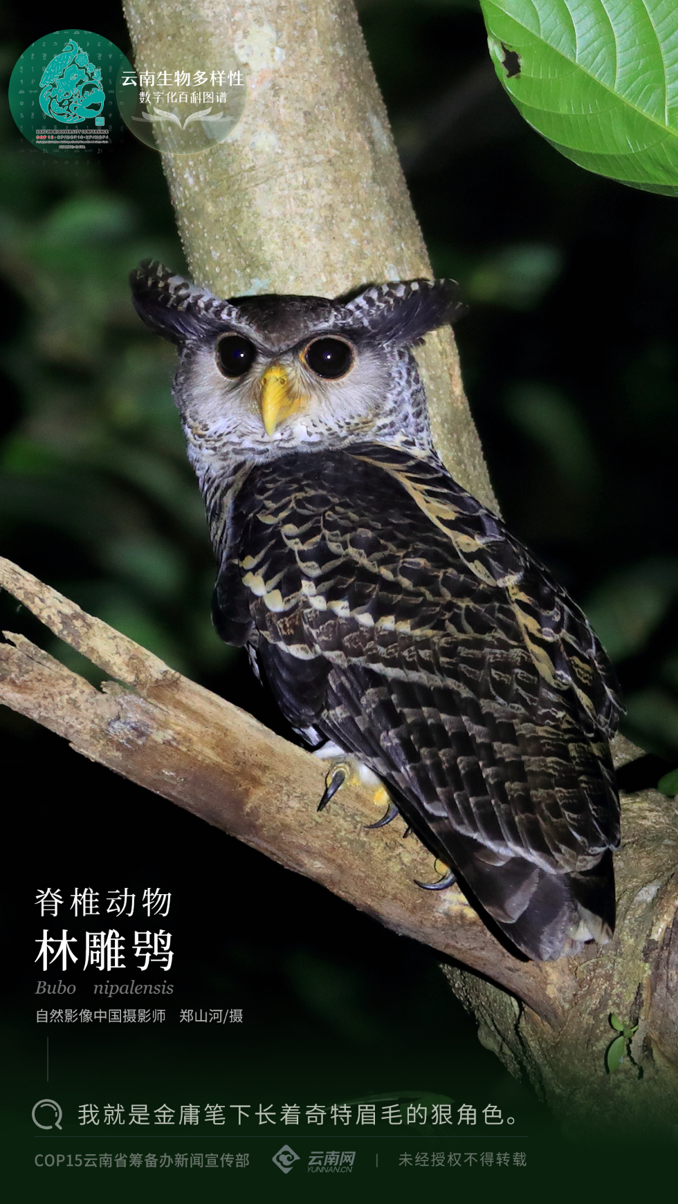 云南生物多样性数字化百科图谱 脊椎动物 林雕鸮 我就是金庸笔下长着奇特眉毛的狠角色 云南省 金庸 新浪新闻
