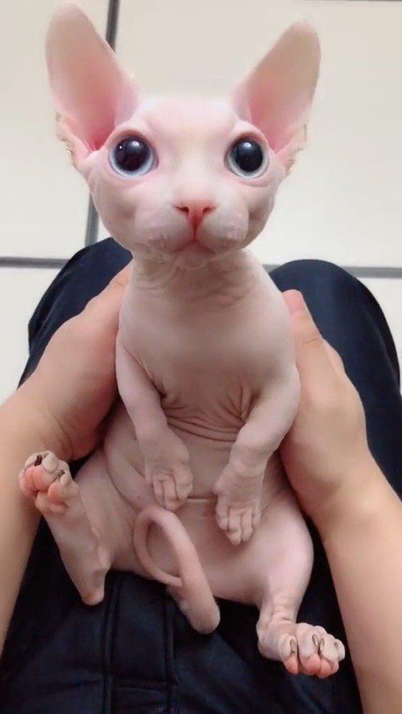 无毛猫,粉嘟嘟的可爱
