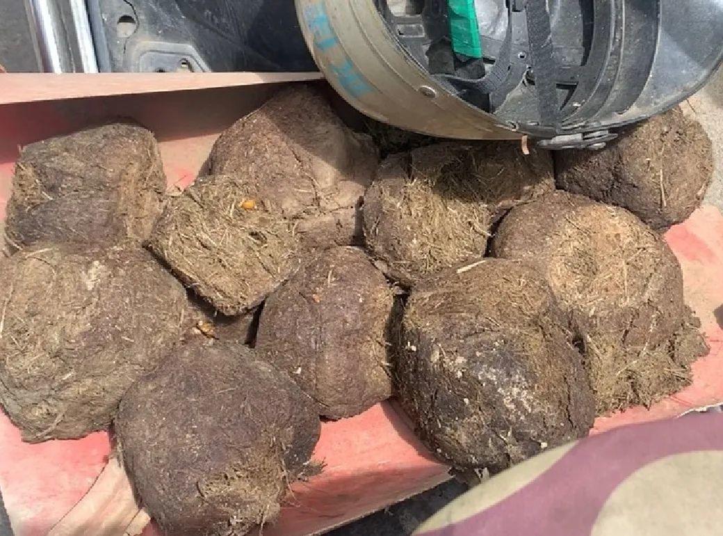 男子骑车10公里捡一筐大象粪只为回家养花