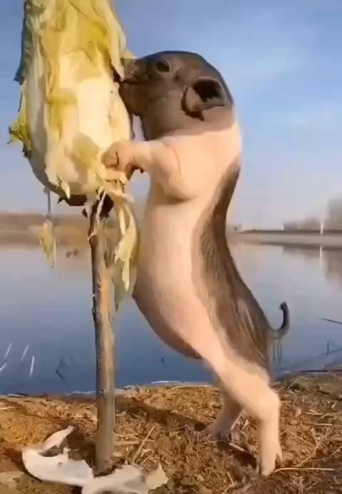 这头不是乡下的土猪吧?这个拱白菜的还有点技术含量!