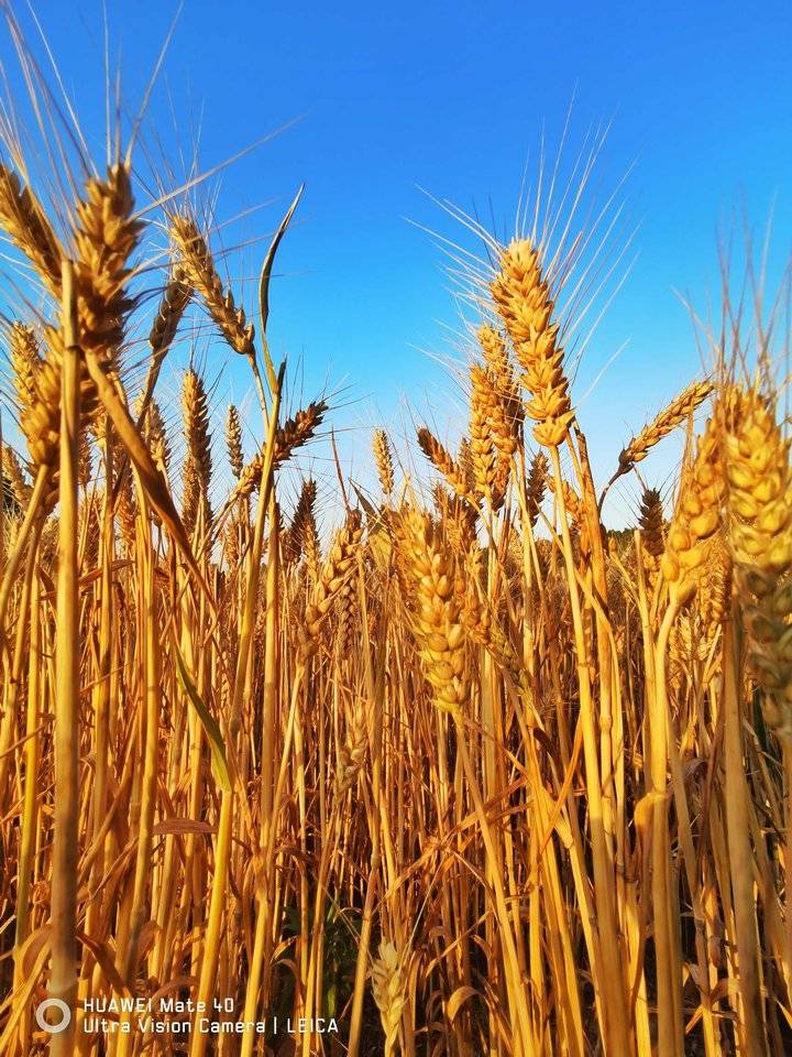 麦田上的晚霞惊艳了济南黄河