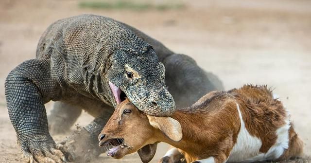 最为无畏的动物,非洲"平头哥"蜜獾遇上了科莫多龙,谁更厉害?