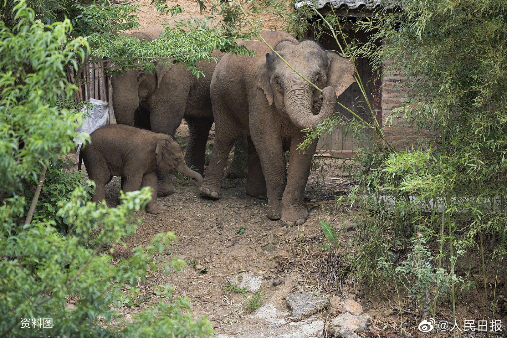 最新：15头野象进入玉溪易门休闲区蓝鸢梦想 - Www.slyday.coM