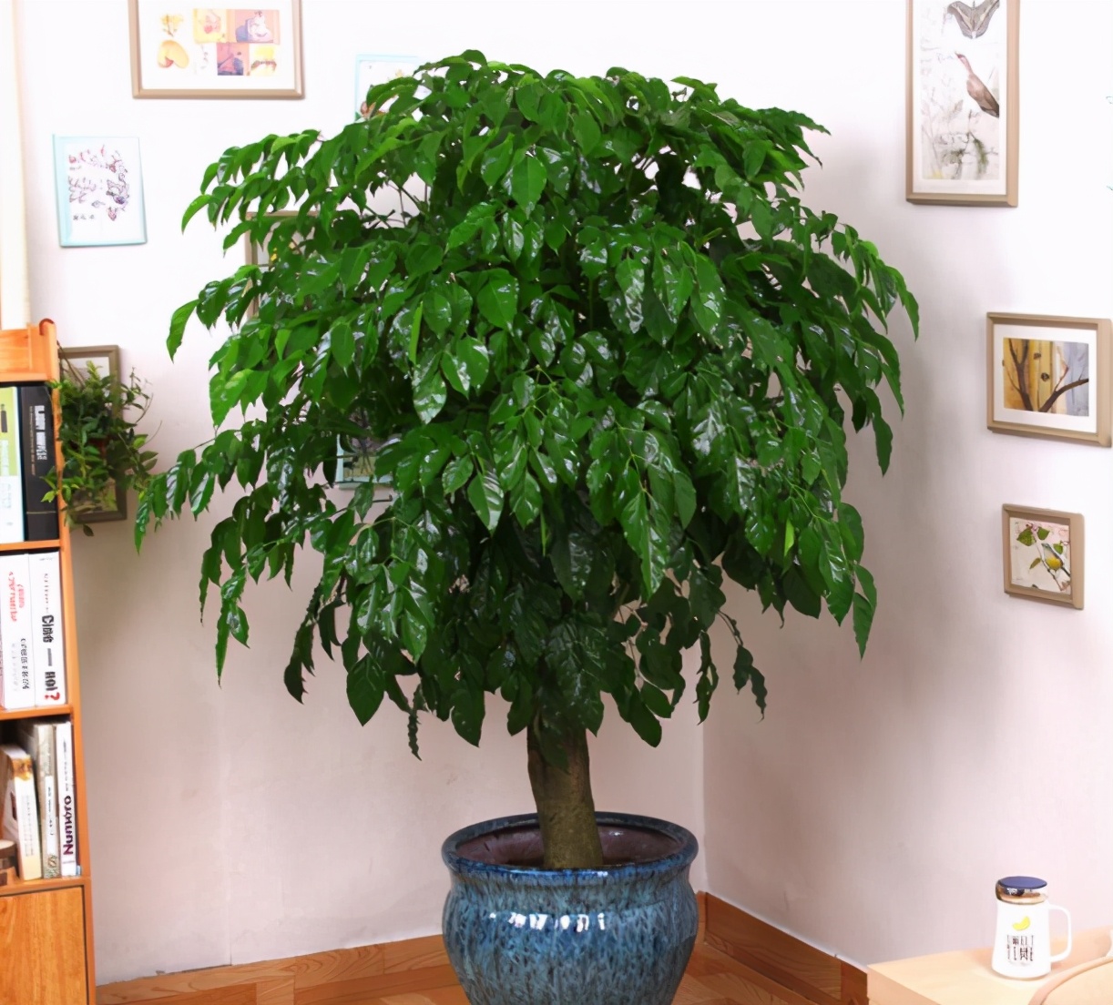 养在室内的幸福树严重落叶,真正原因有2个,趁早调整还有救