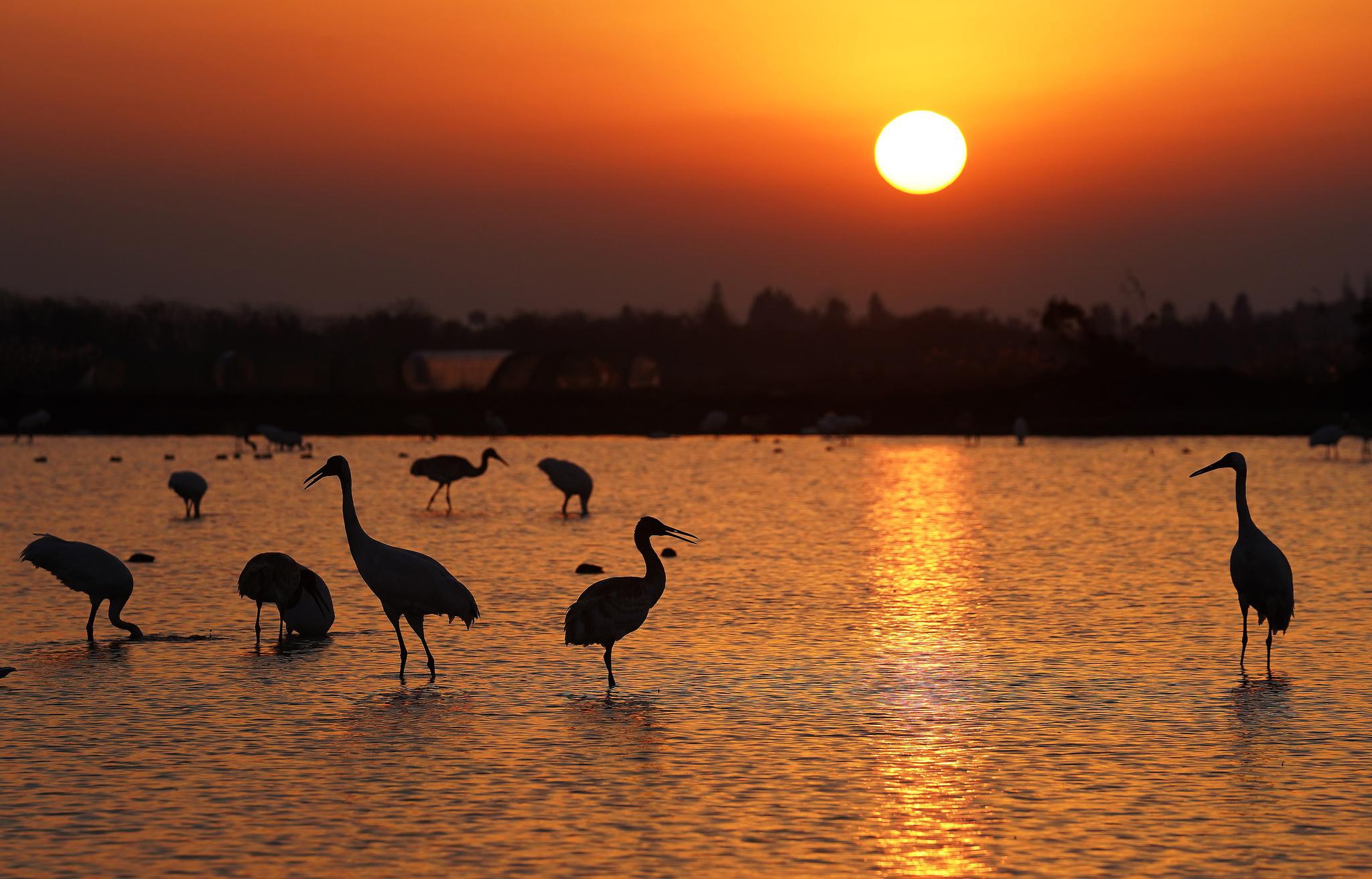 鄱阳湖主要污染物总磷浓度连续三年呈下降趋势|生态环境|江西省|白鹤_
