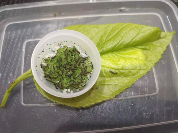 当代家长养蚕图鉴：10条蚕宝2500，全城桑树被薅秃？爸妈崩溃：我的软体动物恐惧症都被治好了！！！休闲区蓝鸢梦想 - Www.slyday.coM