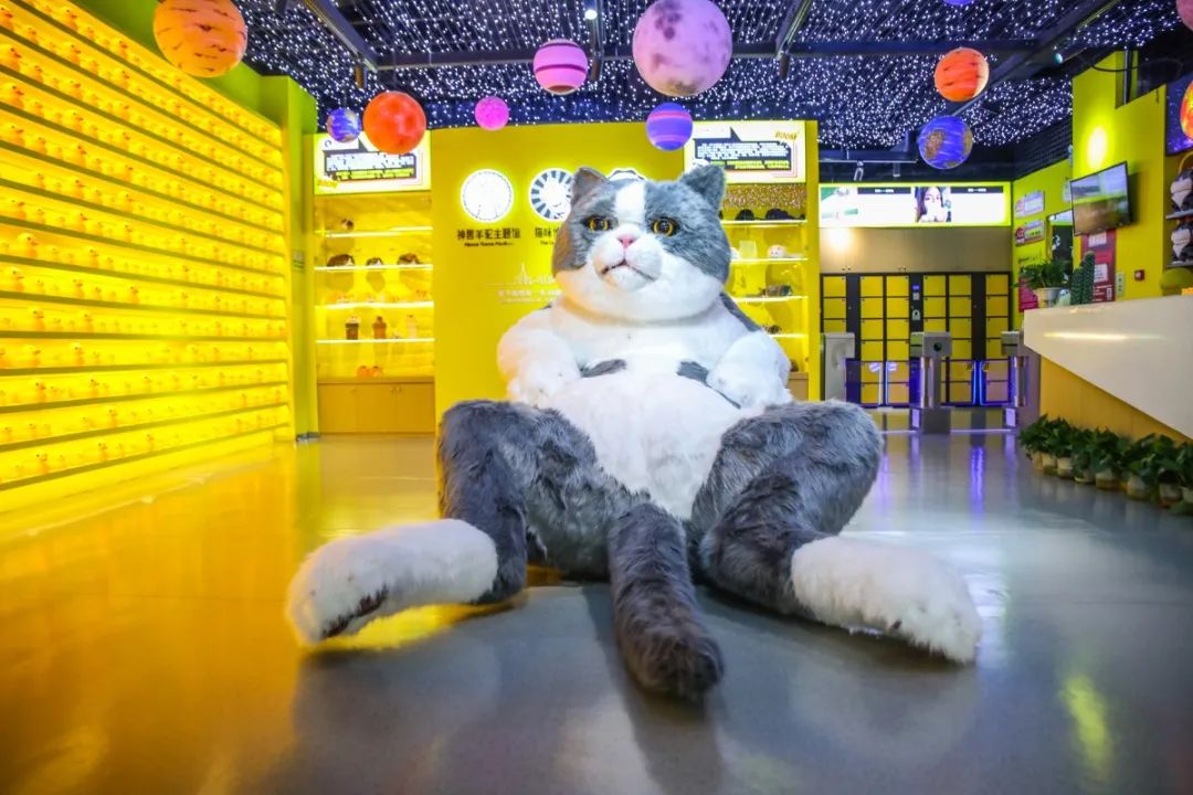 火爆全网的猫咪博物馆登陆广西南宁万达茂10000张门票赶快来领取