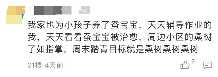 当代家长养蚕图鉴：10条蚕宝2500，全城桑树被薅秃？爸妈崩溃：我的软体动物恐惧症都被治好了！！！休闲区蓝鸢梦想 - Www.slyday.coM