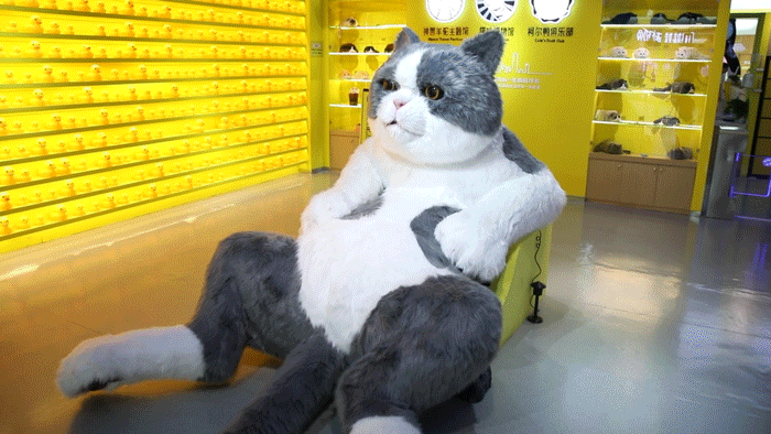 「猫咪博物馆」