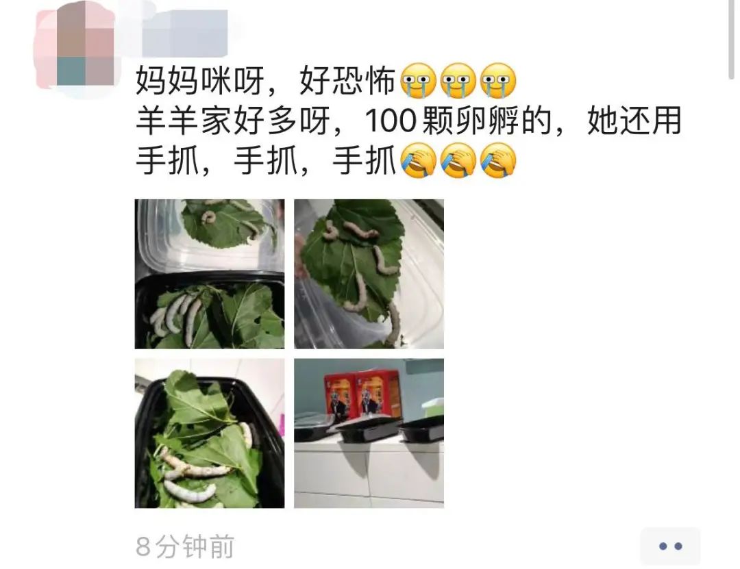 当代家长养蚕图鉴：10条蚕宝2500，全城桑树被薅秃？爸妈崩溃：我的软体动物恐惧症都被治好了！！！休闲区蓝鸢梦想 - Www.slyday.coM
