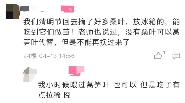 当代家长养蚕图鉴：10条蚕宝2500，全城桑树被薅秃？爸妈崩溃：我的软体动物恐惧症都被治好了！！！休闲区蓝鸢梦想 - Www.slyday.coM