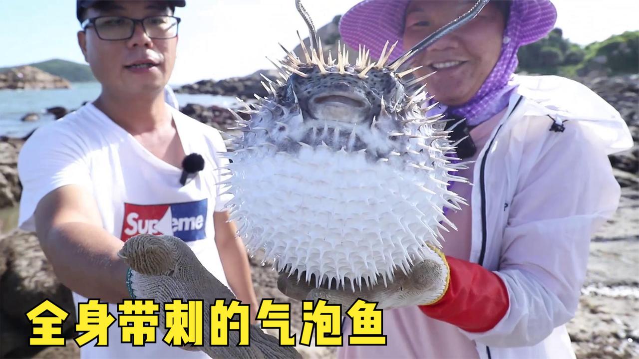 小渔赶海大丰收，带刺气泡鱼一只就爆桶，带子，响螺，螃蟹随便捡_新浪新闻