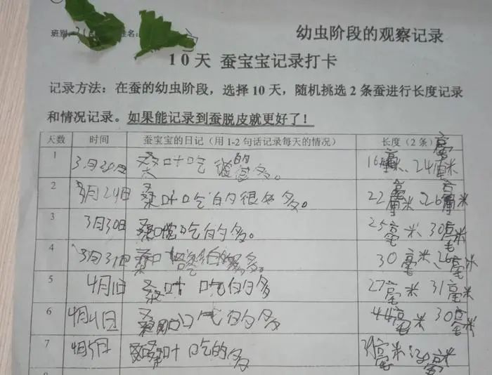 当代家长养蚕图鉴：10条蚕宝2500，全城桑树被薅秃？爸妈崩溃：我的软体动物恐惧症都被治好了！！！休闲区蓝鸢梦想 - Www.slyday.coM