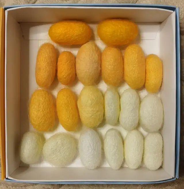 当代家长养蚕图鉴：10条蚕宝2500，全城桑树被薅秃？爸妈崩溃：我的软体动物恐惧症都被治好了！！！休闲区蓝鸢梦想 - Www.slyday.coM