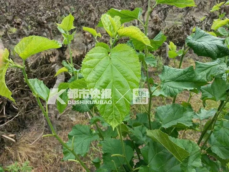 当代家长养蚕图鉴：10条蚕宝2500，全城桑树被薅秃？爸妈崩溃：我的软体动物恐惧症都被治好了！！！休闲区蓝鸢梦想 - Www.slyday.coM