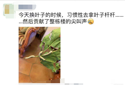 当代家长养蚕图鉴：10条蚕宝2500，全城桑树被薅秃？爸妈崩溃：我的软体动物恐惧症都被治好了！！！休闲区蓝鸢梦想 - Www.slyday.coM