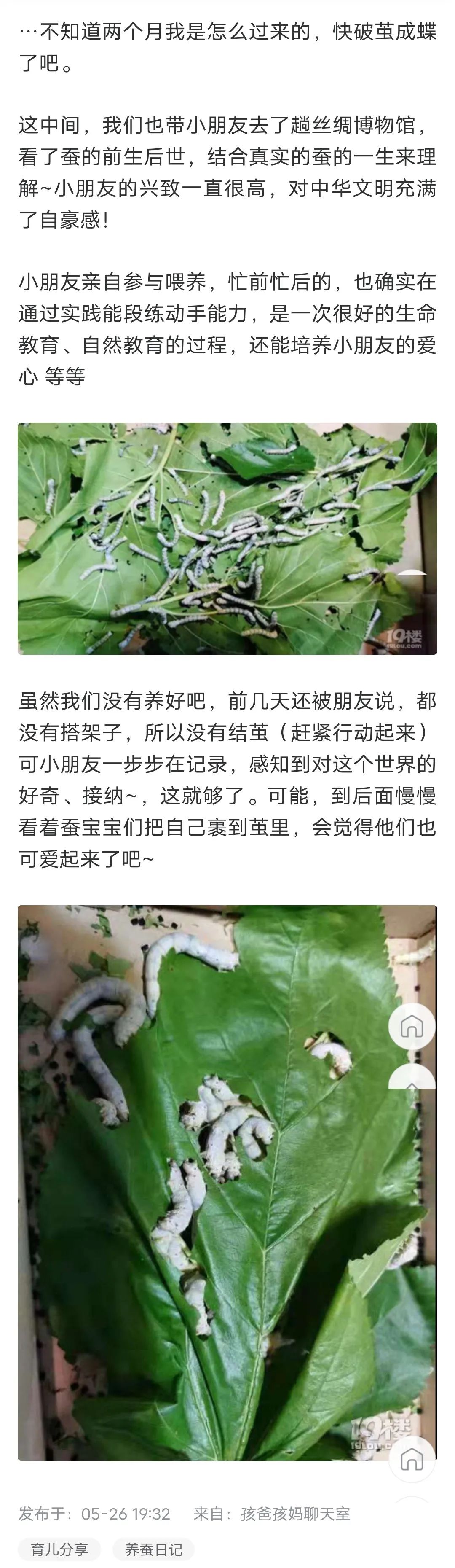 当代家长养蚕图鉴：10条蚕宝2500，全城桑树被薅秃？爸妈崩溃：我的软体动物恐惧症都被治好了！！！休闲区蓝鸢梦想 - Www.slyday.coM