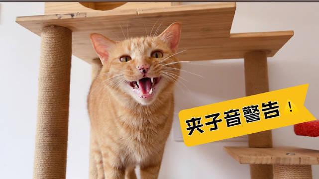 给你们听听正常小猫咪的叫声和夹子音小猫咪的叫声有什么不同?
