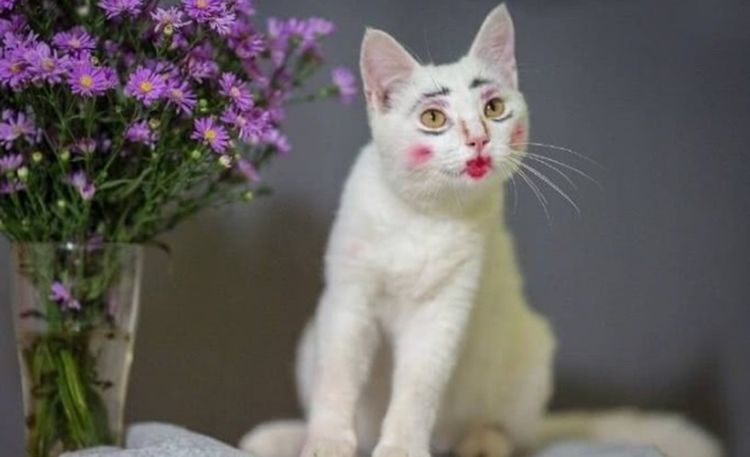 猫咪被主人化妆整蛊,晒照片后引网友爆笑:活脱脱的石榴姐啊