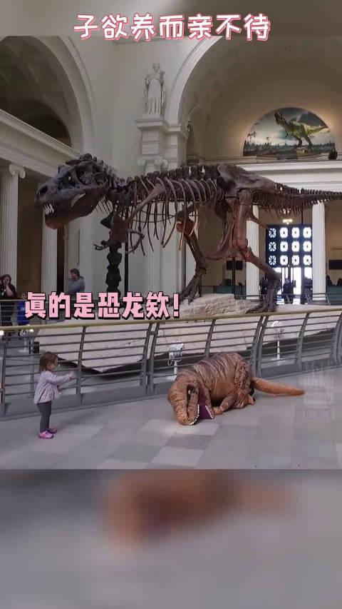 恐龙大型认亲现场,子欲养而亲不待,一旁的小同伙满脸的问号!