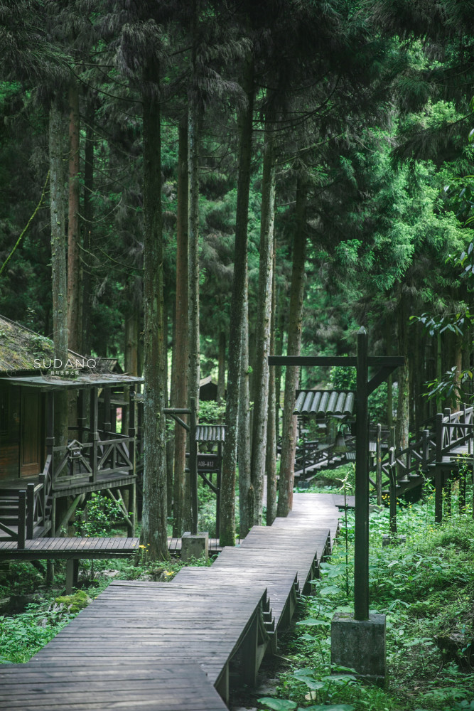 编辑 走进恩施坪坝营景区,世界是一片幽深苍绿,没有