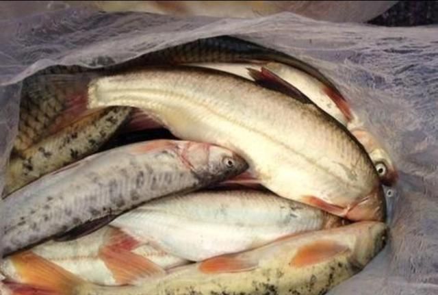 民间有买鱼不买"无鳞鱼"的说法?依据是什么?到底可不可信