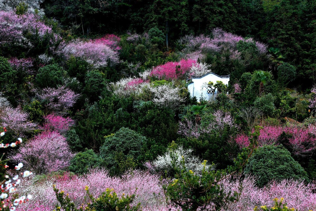 賣花漁村只賣花不打漁的千年古村落私藏了萬畝的粉紅梅花海