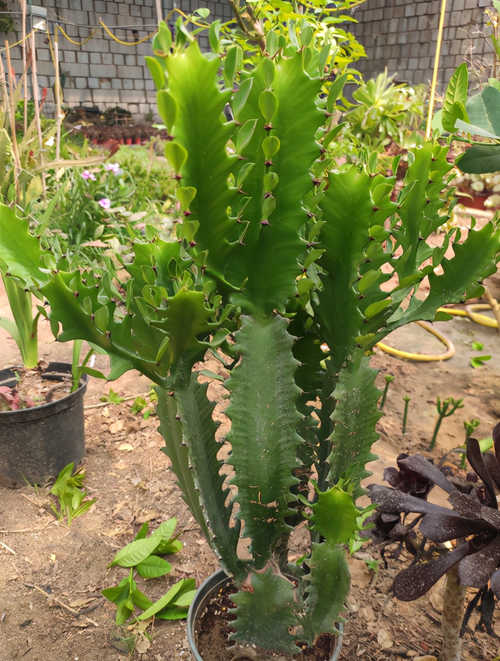 威武霸气的3种花,少水少肥伺候它,可以养成"传家宝"|传家宝|金琥|龙骨